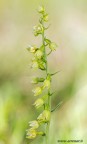 Epipactis muelleri Epipactis muelleri