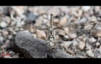 Libellula 2 - Brachythemis Impartita (femmina)