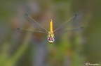 Sympetrum fonscolombii in volo
