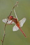 Red Odonata ( maschio?)