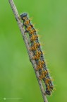 Nymphalis polychloros (Linnaeus, 1758) Nymphalis polychloros (Linnaeus, 1758)