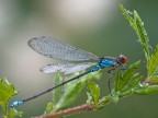 erythromma virudulum Charpentier 1840 erythromma virudulum Charpentier 1840