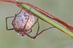 Aracnofobia (ragno con le uova)???? Aracnofobia (ragno con le uova)????