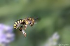 Sempre in volo Sempre in volo