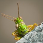 150mm, 1/100 sec, f/36.0 per avere a fuoco entrambe le cavallette, ISO 1000 per poter scattare a mano libera (ero mezza fuori dalla finestra, non avrei potuto usare il treppiede)