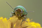 Cetonia Aurata RR 3:1(circa) Cetonia Aurata RR 3:1(circa)