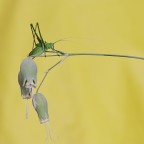 Orthoptera Tettigoniidae Orthoptera Tettigoniidae