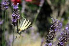 lavanda lavanda