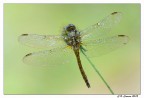 Libellula