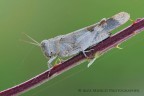 Oedipoda caerulescens Oedipoda caerulescens