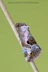 Elaphria venustula Elaphria venustula