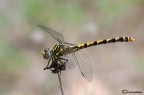 Onycogomphus uncatus Onycogomphus uncatus