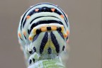 Papilio machaon INCONTRO RAVVICINATISSIMO 3,5:1 Papilio machaon INCONTRO RAVVICINATISSIMO 3,5:1