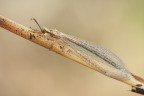 Macronemurus appendiculatus Macronemurus appendiculatus