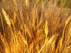 Grano Grano