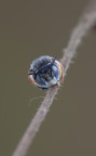 -Hymenoptera- Megachilidae Anthidiellum...