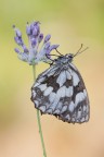 Melanargia Galathea Melanargia Galathea