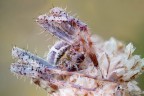Aracnofobia Aracnofobia