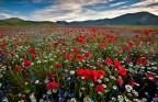 il tempo dei fiori il tempo dei fiori