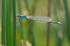 Dragonfly #3 Dragonfly #3