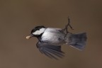 Volo Volo