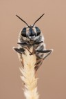 Stratiomys sp Stratiomys sp