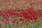 castelluccio #3 castelluccio #3