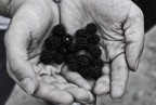 berries in my hands