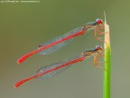 Ceriagrion tenellum (De Villers 1789) - Coenagrionidae
