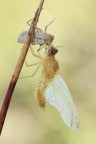 Libellula..fase 2 Libellula..fase 2