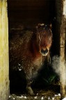 Pony al riparo Pony al riparo