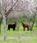 FIORI ROSA... FIORI DI PESCO FIORI ROSA... FIORI DI PESCO