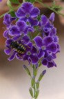 Duranta Repens... e la vita Duranta Repens... e la vita