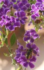 Duranta Repens e il duro lavoro - il particolare Duranta Repens e il duro lavoro - il particolare