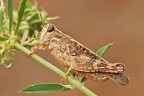 Cavalletta Cavalletta