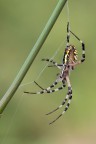 Argiope