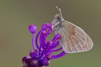 Coenonympha pamphilus Coenonympha pamphilus
