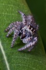 Salticida Salticida