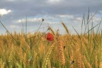 Campo di grano Campo di grano