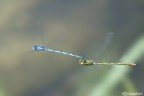 Volo d'amore Volo d'amore
