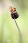 Macro Macro