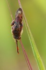 Nomada sp. Nomada sp.