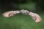 VOLO VOLO
