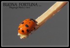 buona fortuna buona fortuna