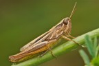 Cavalletta Cavalletta
