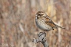 Migliarino di palude (Emberiza schoeniclus)
