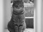 Sguardo felino Sguardo felino