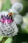 Episyrphus Episyrphus