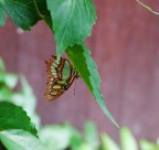 Farfalla Sottosopra con immagine hr orig.