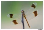 Libellula di Luglio Libellula di Luglio